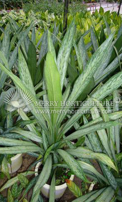 Aglaonema long leaves